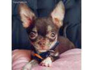 Chihuahua Puppy for sale in Pickens, SC, USA