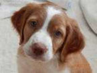 Brittany Puppy for sale in Gladbrook, IA, USA