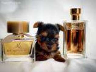 Yorkshire Terrier Puppy for sale in Venice, FL, USA