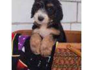 Mutt Puppy for sale in Gillett, WI, USA