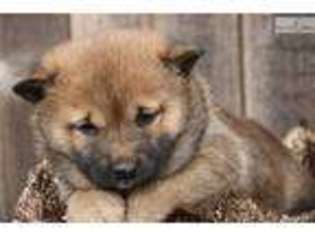 Shiba Inu Puppy for sale in Oklahoma City, OK, USA