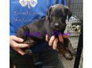 Great Dane Puppy for sale in Pleasant Dale, NE, USA