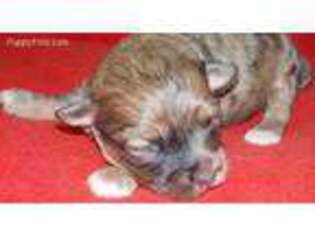 Yorkshire Terrier Puppy for sale in Warrensburg, MO, USA