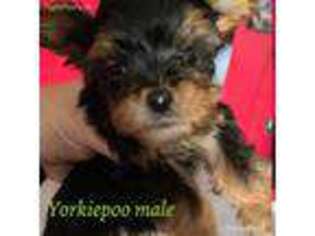 Yorkshire Terrier Puppy for sale in Whitley City, KY, USA