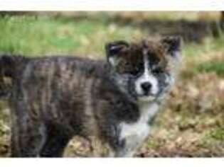 Akita Puppy for sale in Sioux Falls, SD, USA
