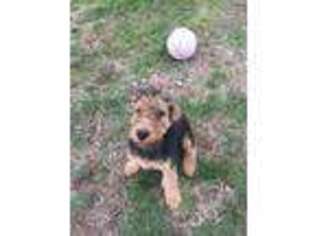 Airedale Terrier Puppy for sale in Huntsville, AR, USA