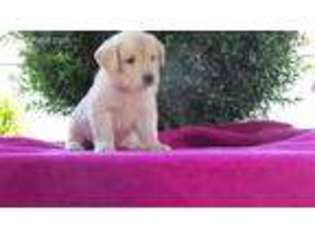 Golden Retriever Puppy for sale in Bethel, PA, USA