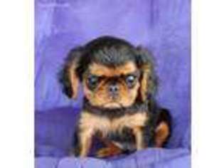 English Toy Spaniel Puppy for sale in Clinton, TN, USA
