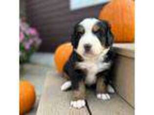 Bernese Mountain Dog Puppy for sale in Rock Valley, IA, USA