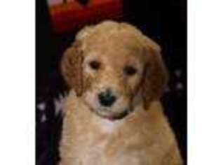 Mutt Puppy for sale in Deer Park, WA, USA