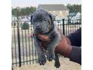 Cane Corso Puppy for sale in Wilmington, NC, USA