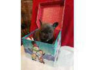 French Bulldog Puppy for sale in Livingston, TX, USA