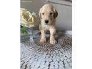 Labradoodle Puppy for sale in Kent, WA, USA