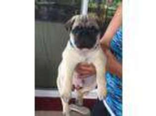 Pug Puppy for sale in West Branch, IA, USA