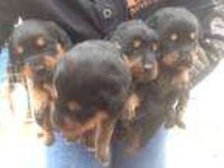Rottweiler Puppy for sale in ORANGE GROVE, TX, USA
