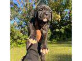 Cane Corso Puppy for sale in Newark, DE, USA