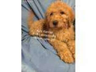 Labradoodle Puppy for sale in Summertown, TN, USA