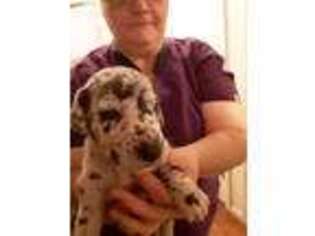Great Dane Puppy for sale in Forest, MS, USA