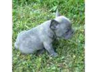 French Bulldog Puppy for sale in Orange, VA, USA