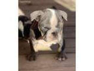 Olde English Bulldogge Puppy for sale in Gallup, NM, USA