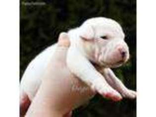 Dogo Argentino Puppy for sale in Belfair, WA, USA