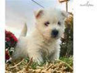 West Highland White Terrier Puppy for sale in Salina, KS, USA
