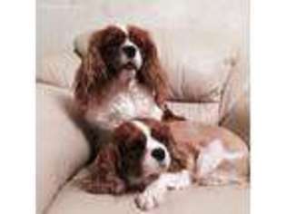 Medium Photo #1 Cavalier King Charles Spaniel Puppy For Sale in Delran, NJ, USA