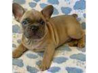 French Bulldog Puppy for sale in Madras, OR, USA