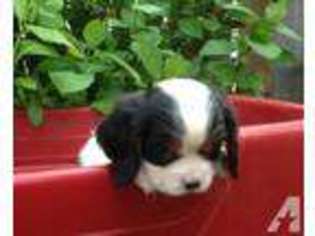 Cavalier King Charles Spaniel Puppy for sale in MOLALLA, OR, USA