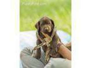 Labrador Retriever Puppy for sale in Jerico Springs, MO, USA