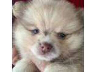 Pomeranian Puppy for sale in Billings, MT, USA