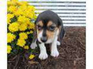 Beagle Puppy for sale in Birch Tree, MO, USA