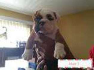 Bulldog Puppy for sale in GARDEN GROVE, CA, USA