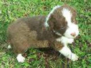 Border Collie Puppy for sale in Lexington, VA, USA