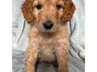 Labradoodle Puppy for sale in Lowville, NY, USA