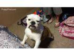 Bulldog Puppy for sale in Yucca, AZ, USA