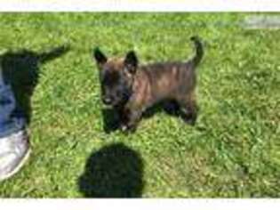 Dutch Shepherd Dog Puppy for sale in Madison, WI, USA