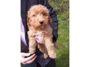 Goldendoodle Puppy for sale in Fox River Grove, IL, USA