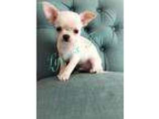 Chihuahua Puppy for sale in Hiram, GA, USA