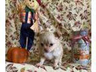 Chihuahua Puppy for sale in Mays Landing, NJ, USA