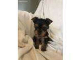 Yorkshire Terrier Puppy for sale in Carmel, IN, USA