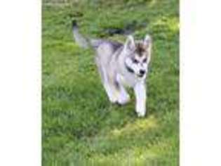 Alaskan Malamute Puppy for sale in Berlin Heights, OH, USA
