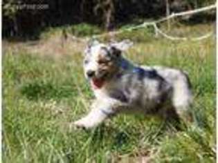 Medium Photo #1 Miniature Australian Shepherd Puppy For Sale in Rainier, OR, USA