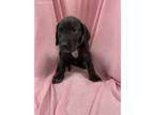 Great Dane Puppy for sale in Anthony, NM, USA