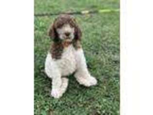 Mutt Puppy for sale in Hudson, WI, USA