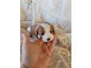 Cavalier King Charles Spaniel Puppy for sale in Winnsboro, LA, USA