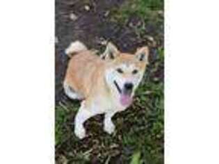 Shiba Inu Puppy for sale in San Marcos, CA, USA
