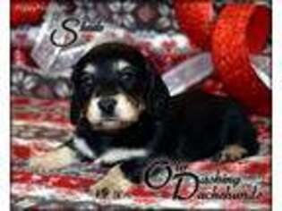 Dachshund Puppy for sale in Lexington, OK, USA