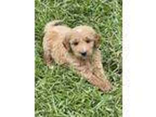 Goldendoodle Puppy for sale in New London, NC, USA