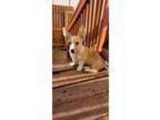 Cardigan Welsh Corgi Puppy for sale in Peyton, CO, USA